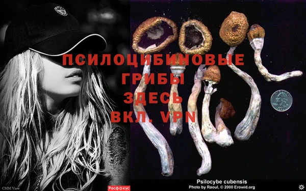 прущие грибы Богородск